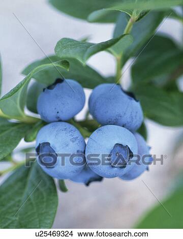Picture - Blueberry. Fotosearch