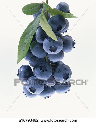 Stock Image - Blueberry. Fotosearch