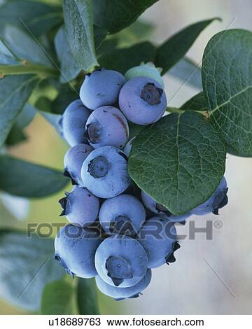 Blueberry View Large Photo Image Stock Image - Blueberry. Fotosearch