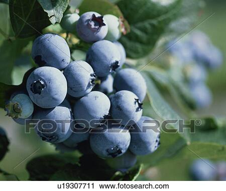 Stock Image - Blueberry. Fotosearch