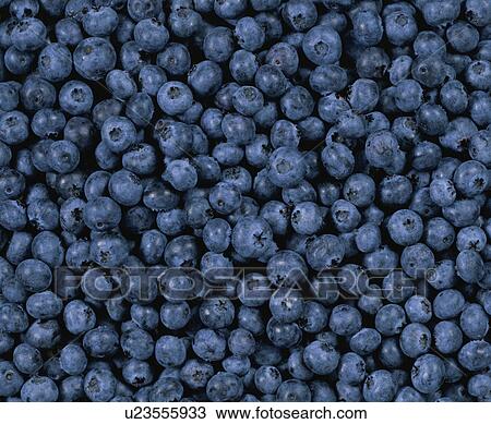 Stock Image - Blueberry. Fotosearch