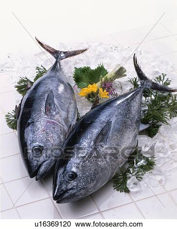Stock Image - Bluefin Tuna. Fotosearch
