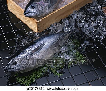 Stock Image - Bluefin Tuna. Fotosearch