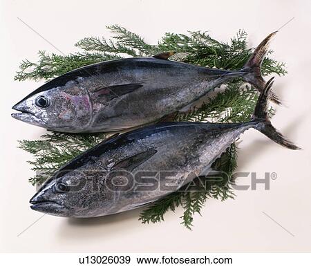 Stock Photo - Bluefin Tuna. Fotosearch