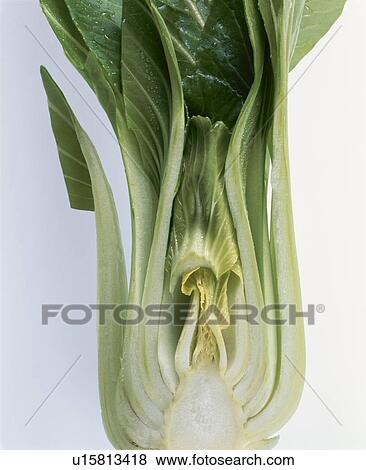 Stock Photo - Bok Choy. Fotosearch