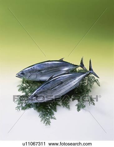 Stock Image - Bonito. Fotosearch