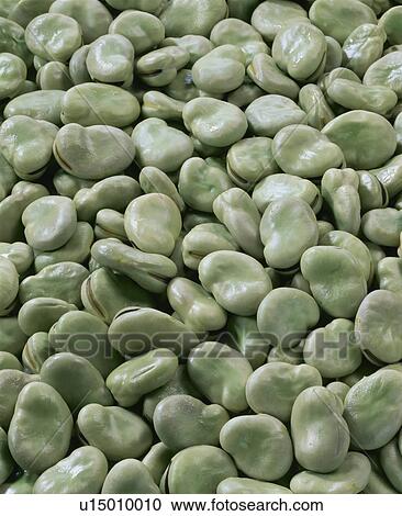 Stock Image - Broad Bean. Fotosearch