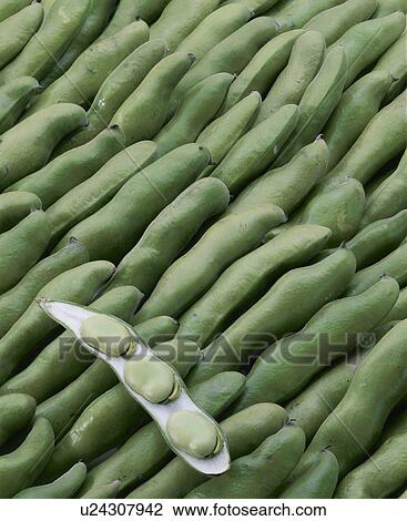Stock Image - Broad Bean. Fotosearch