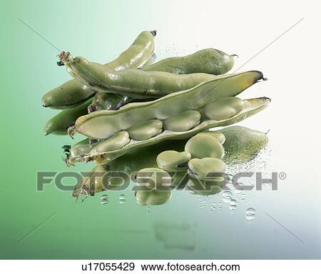 Stock Photo - Broad Bean. Fotosearch