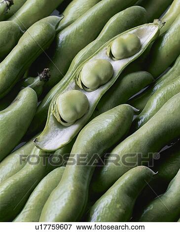Stock Photo - Broad Bean. Fotosearch