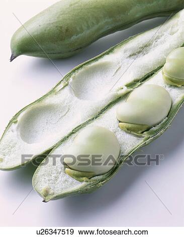Stock Photo - Broad Bean. Fotosearch