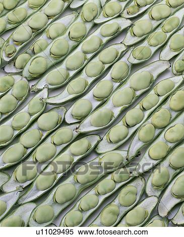 Stock Photography - Broad Bean. Fotosearch