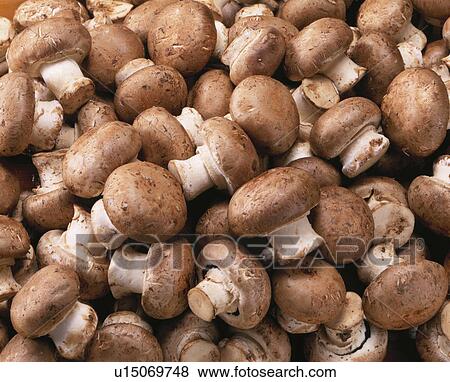Stock Photo - Brown Mushroom. Fotosearch