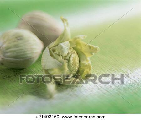 Stock Image - Butterbur Scape. Fotosearch