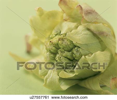 Stock Image - Butterbur Scape. Fotosearch