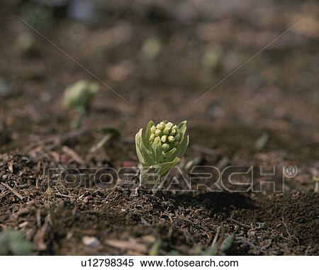 Butterbur Scape View Large Photo Image Stock Photography - Butterbur Scape. Fotosearch