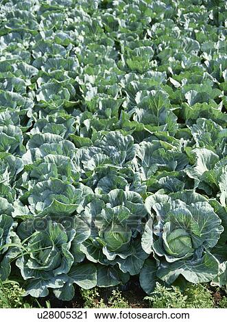 Stock Image - Cabbage, Field. Fotosearch