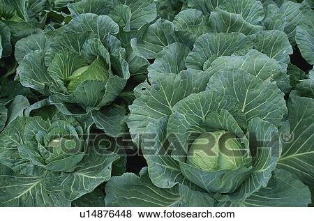 Stock Photo - Cabbage, Field. Fotosearch