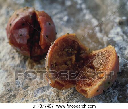 Cactus Pear View Large Photo Image Stock Photo - Cactus Pear. Fotosearch