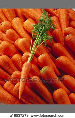 Carrot View Large Photo Image Stock Image - Carrot. Fotosearch