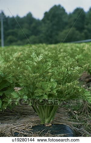 Celery, Field View Large Photo Image Picture - Celery, Field. Fotosearch
