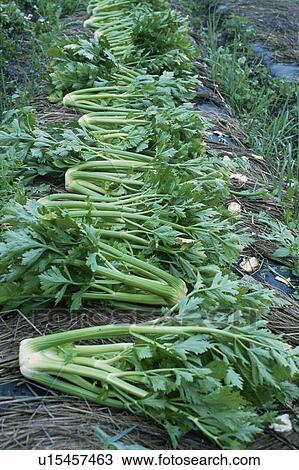 Celery, Field View Large Photo Image Stock Image - Celery, Field. Fotosearch