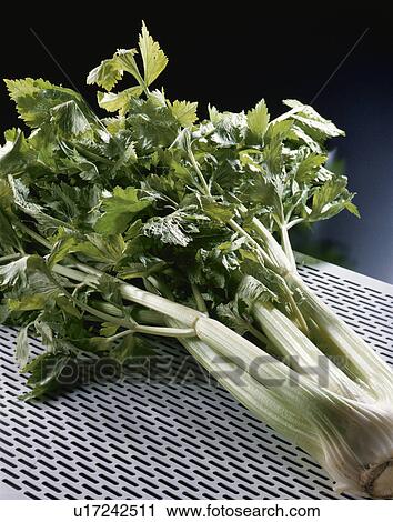 Celery View Large Photo Image Stock Image - Celery. Fotosearch