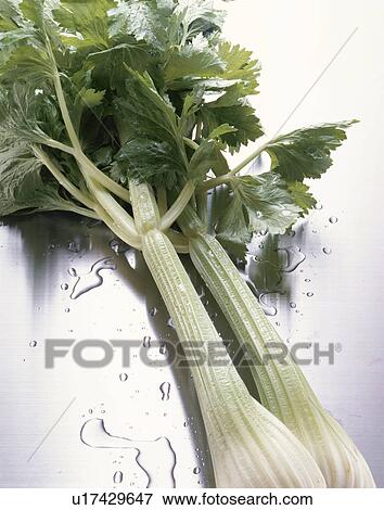 Stock Photo - Celery. Fotosearch