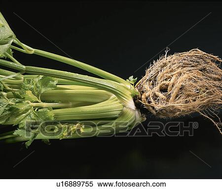 Celery View Large Photo Image Stock Photography - Celery. Fotosearch