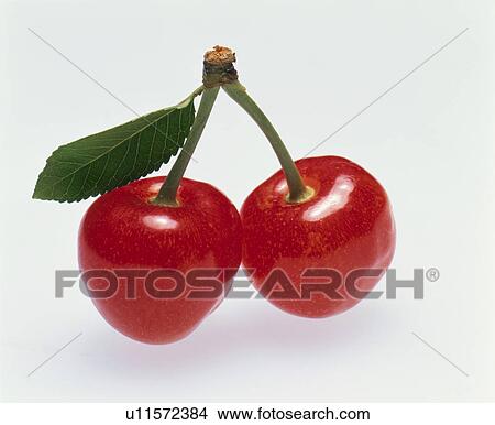 Picture - Cherry. Fotosearch