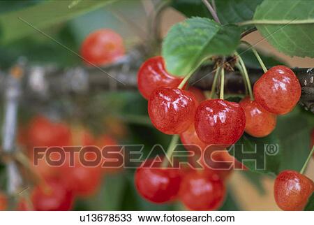 Cherry View Large Photo Image Stock Image - Cherry. Fotosearch