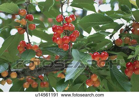 Stock Image - Cherry. Fotosearch
