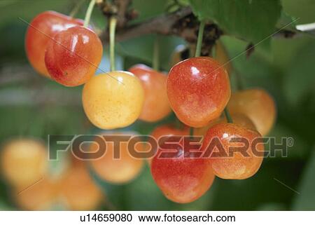 Stock Image - Cherry. Fotosearch