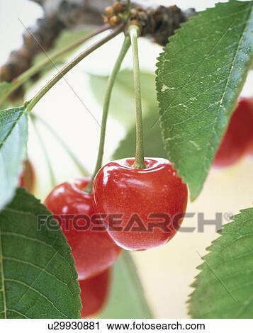 Cherry View Large Photo Image Stock Image - Cherry. Fotosearch