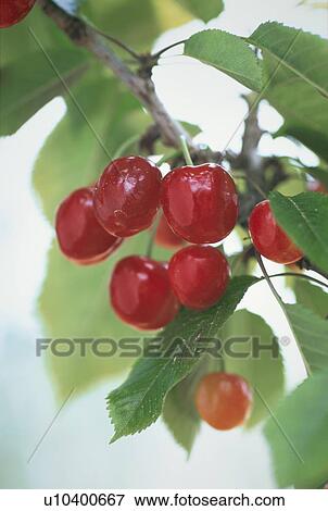 Cherry View Large Photo Image Stock Photo - Cherry. Fotosearch