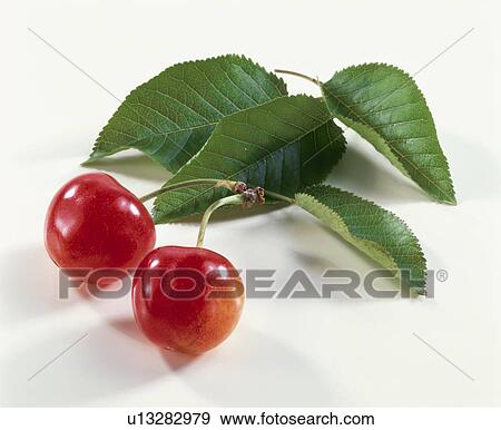 Stock Photo - Cherry. Fotosearch