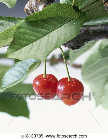 Cherry View Large Photo Image Stock Photo - Cherry. Fotosearch
