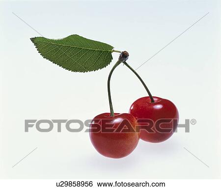 Cherry View Large Photo Image Stock Photograph - Cherry. Fotosearch