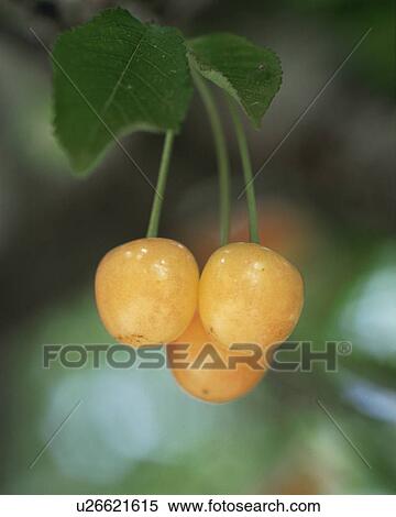 Stock Photography - Cherry. Fotosearch