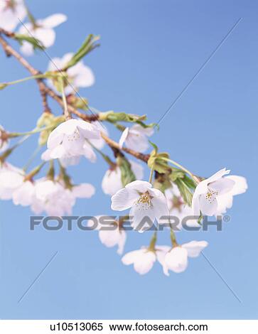 Stock Photography - Cherry Tree. Fotosearch