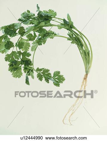 Chervil View Large Photo Image Stock Image - Chervil. Fotosearch