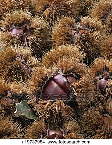 Chestnut View Large Photo Image Picture - Chestnut. Fotosearch