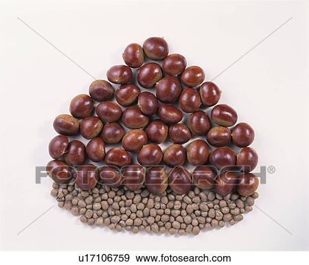 Stock Photo - Chestnut, Propagule. Fotosearch