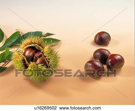 Stock Image - Chestnut. Fotosearch