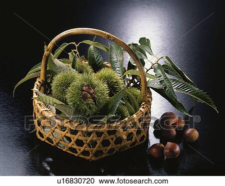 Stock Image - Chestnut. Fotosearch