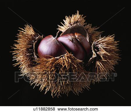 Chestnut View Large Photo Image Stock Photo - Chestnut. Fotosearch