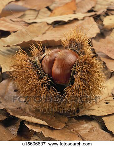 Chestnut View Large Photo Image Stock Photo - Chestnut. Fotosearch