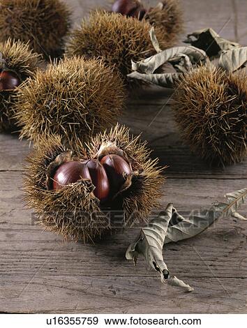 Stock Photo - Chestnut. Fotosearch
