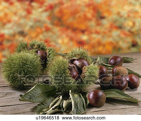 Stock Photo - Chestnut. Fotosearch