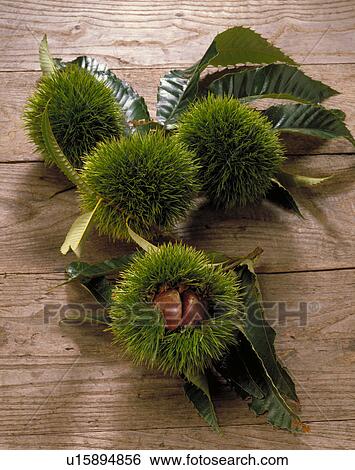Stock Photograph - Chestnut. Fotosearch